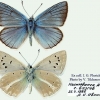 polyommatus vanensis sheljuzhkoi tabl1